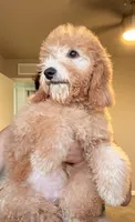 Sage , a female Goldendoodle and Miniature Goldendoodle for sale in Phoenix, AZ – 3 of 3