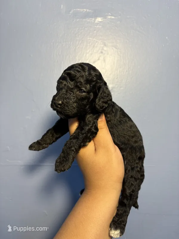 Lilac – Miniature Goldendoodle puppy for sale in Phoenix, AZ