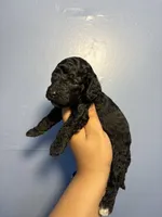 Lilac, a female Miniature Goldendoodle for sale in Phoenix, AZ – 1 of 4