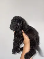 Thunder , a male Goldendoodle and Miniature Goldendoodle for sale in Phoenix, AZ – 5 of 10