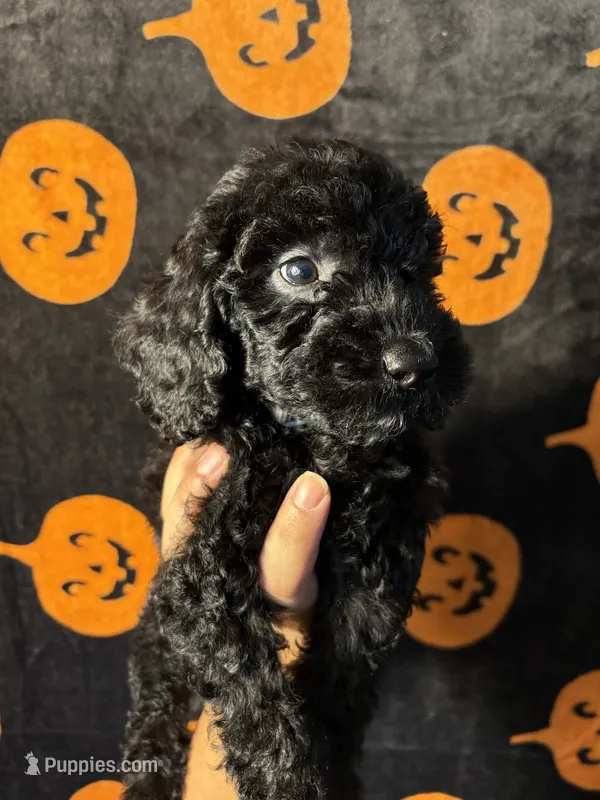 Rocky  – Goldendoodle, Miniature Goldendoodle puppy for sale in Phoenix, AZ
