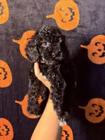 Lilac, a female Goldendoodle and Miniature Goldendoodle for sale in Phoenix, AZ – 10 of 10
