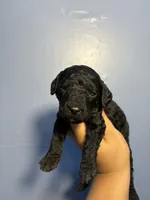 Thunder , a male Miniature Goldendoodle for sale in Phoenix, AZ – 5 of 6