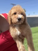 Winston, a male Goldendoodle and Miniature Goldendoodle for sale in Phoenix, AZ – 4 of 4