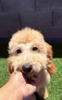 Sage, a female Goldendoodle and Miniature Goldendoodle for sale in Phoenix, AZ – 2 of 4