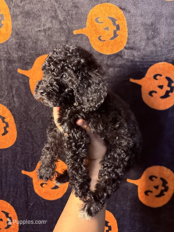 Lilac – Goldendoodle, Miniature Goldendoodle puppy for sale in Phoenix, AZ