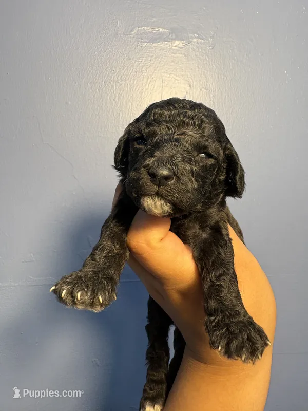 Stone – Miniature Goldendoodle puppy for sale in Phoenix, AZ