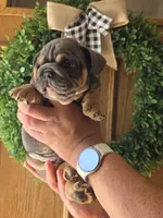 Yamal, a male English Bulldog for sale in Illinois, IL – 2 of 3