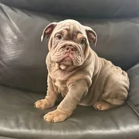 Mack, a male English Bulldog for sale in Illinois, IL – 2 of 3