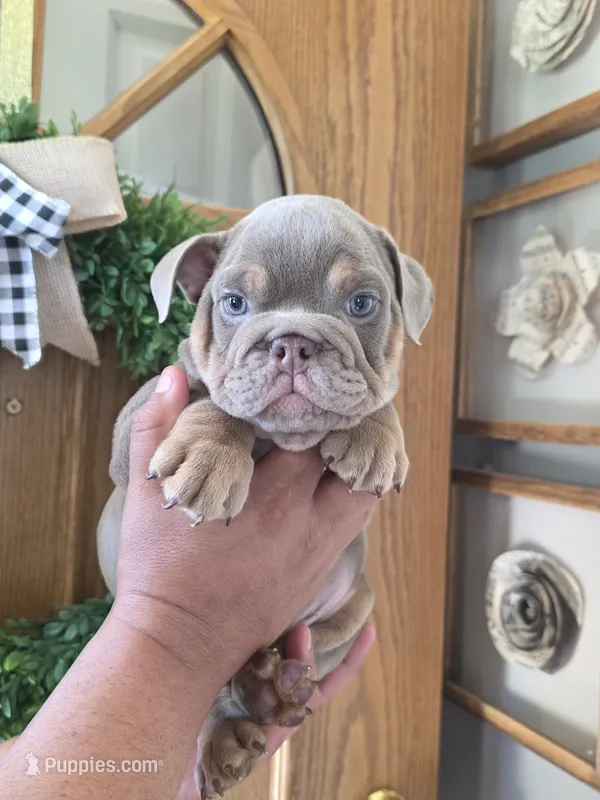 Mbappe  – English Bulldog puppy for sale in Illinois, IL