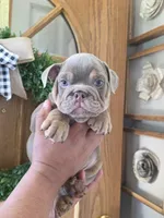Mbappe , a male English Bulldog for sale in Illinois, IL – 1 of 3