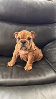 Mila, a female English Bulldog for sale in Illinois, IL – 1 of 8