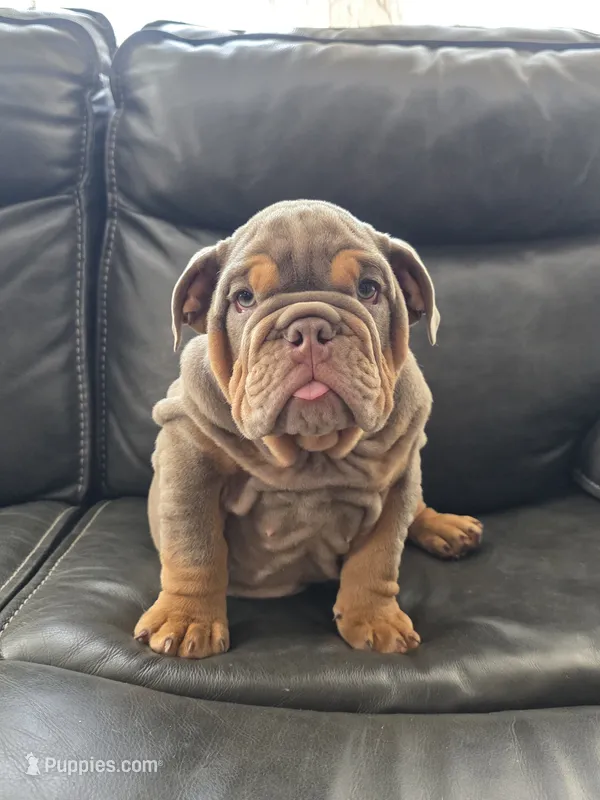 Whopper  – English Bulldog puppy for sale in Illinois, IL