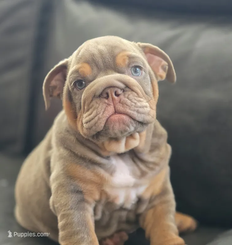 Cristiano  – English Bulldog puppy for sale in Illinois, IL
