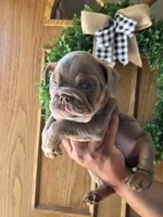Mbappe , a male English Bulldog for sale in Illinois, IL – 3 of 3