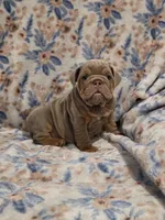 Messi, a male English Bulldog for sale in Illinois, IL – 2 of 3
