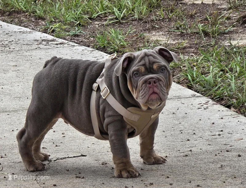 Mack – English Bulldog puppy for sale in Windermere, FL