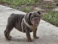 Mack, a male English Bulldog for sale in Windermere, FL – 1 of 3