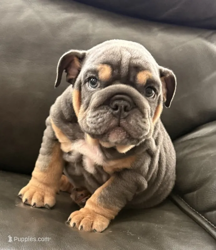 Yamal – English Bulldog puppy for sale in Illinois, IL