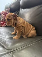 Mila, a female English Bulldog for sale in Illinois, IL – 5 of 8