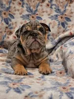 Ronaldo , a male English Bulldog for sale in Illinois, IL – 3 of 3