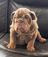 Whopper , a male English Bulldog for sale in Illinois, IL – 2 of 6