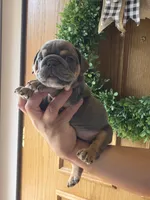 Yamal, a male English Bulldog for sale in Illinois, IL – 3 of 3