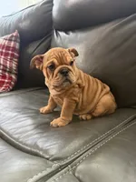 Mila, a female English Bulldog for sale in Illinois, IL – 4 of 8