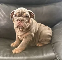 Mack, a male English Bulldog for sale in Illinois, IL – 1 of 3