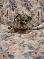 Santi, a male English Bulldog for sale in Illinois, IL – 2 of 3