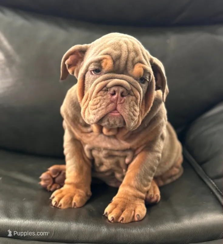 Messi – English Bulldog puppy on hold in Illinois, IL