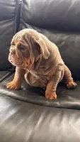 Whopper , a male English Bulldog for sale in Illinois, IL – 3 of 6