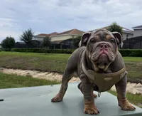 Mack, a male English Bulldog for sale in Windermere, FL – 3 of 3