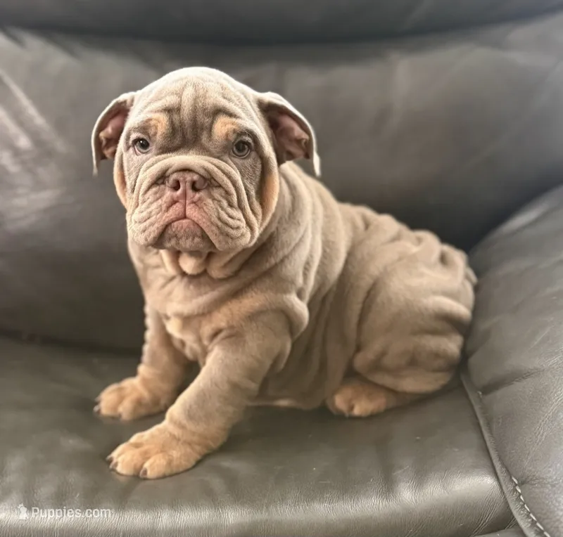 Mbappe  – English Bulldog puppy for sale in Illinois, IL