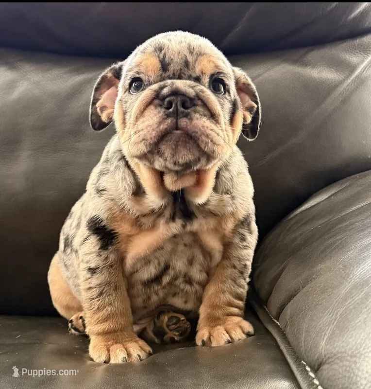 Santi – English Bulldog puppy for sale in Illinois, IL