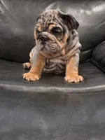Ronaldo , a male English Bulldog for sale in Illinois, IL – 2 of 3