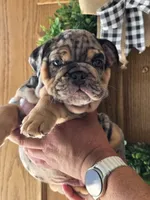 Ronaldo , a male English Bulldog for sale in Illinois, IL – 1 of 3