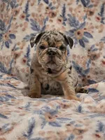 Santi, a male English Bulldog for sale in Illinois, IL – 3 of 3
