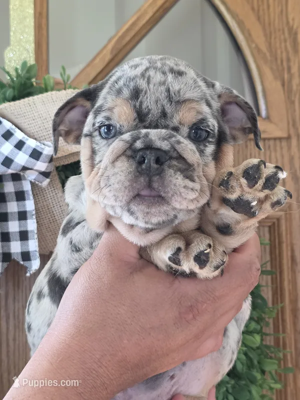 Santi – English Bulldog puppy for sale in Illinois, IL