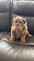 Whopper , a male English Bulldog for sale in Illinois, IL – 4 of 6
