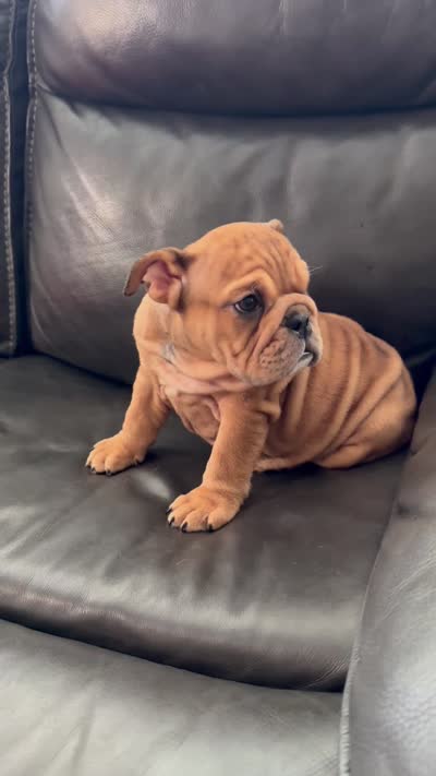 Mila, a female English Bulldog for sale in Illinois, IL – 7 of 8