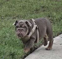 Mack, a male English Bulldog for sale in Windermere, FL – 2 of 3