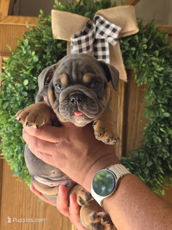 Yamal – English Bulldog puppy for sale in Illinois, IL