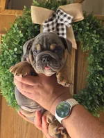 Yamal, a male English Bulldog for sale in Illinois, IL – 1 of 3