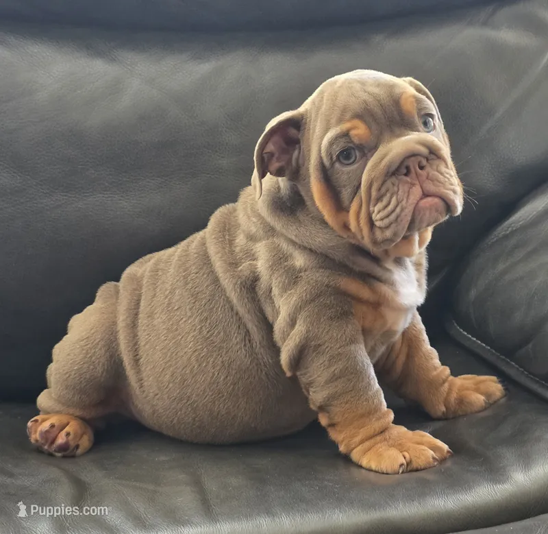 Cristiano  – English Bulldog puppy for sale in Illinois, IL