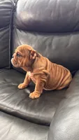 Mila, a female English Bulldog for sale in Illinois, IL – 2 of 8