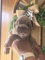 Cristiano , a male English Bulldog for sale in Illinois, IL – 3 of 3