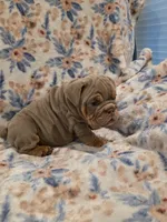 Messi, a male English Bulldog for sale in Illinois, IL – 3 of 3