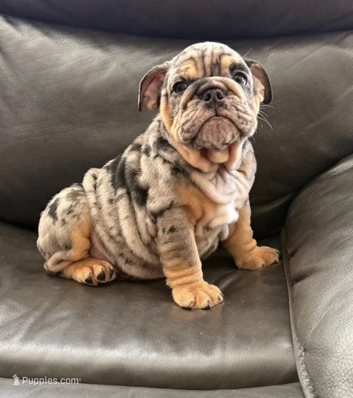 Ronaldo  – English Bulldog puppy for sale in Illinois, IL