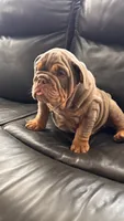 Whopper , a male English Bulldog for sale in Illinois, IL – 5 of 6